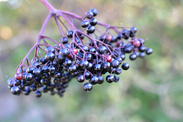 Bunch of elderberries with ripe berries
