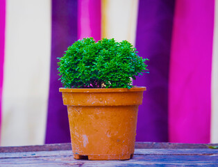lavender in pot