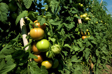 Plantação de tomate de mesa envarado 
