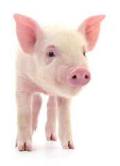 Pig on white © olhastock