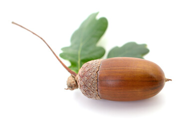 Oak acorn with leaf.