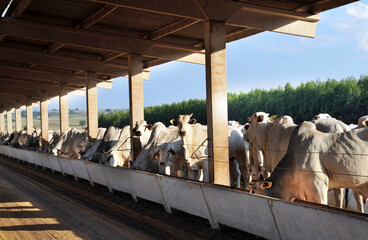 Gado nelore confinado para abate