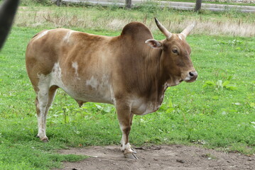 cow on the farm