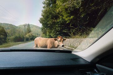 Cow on road by car