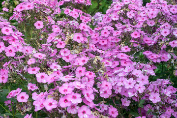 Obraz premium View of the pink flowers filling the whole picture