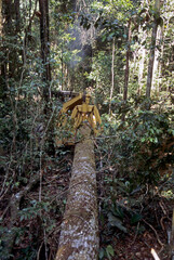 Árvore cortada no sistema de manejo florestal sendo retirada da mata