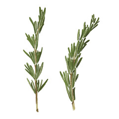 Rosemary raw green twig isolated hand drawn illustration. Watercolor art of organic vegetarian food isolated on white background