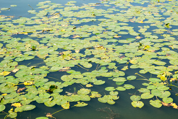 Green lily leaves on the water