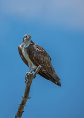 Osprey Portrait