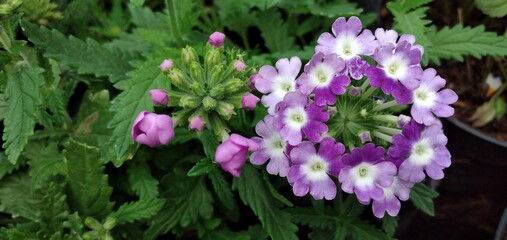 purple and white flowers