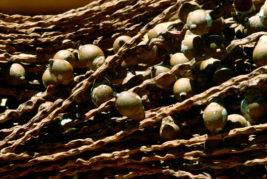 Sementes da Amaz&ocirc;nia - Bacaba