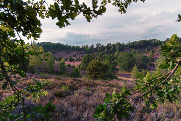 Panorama of the Lüneburg Heath