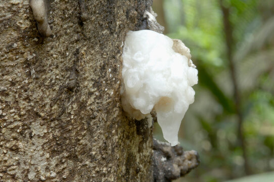 Breu Branco - Protium Pallidun