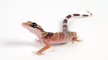 Intermediate Bow-fingered Gecko (Cyrtodactylus intermedius) - Kleiner Bogenfingergecko