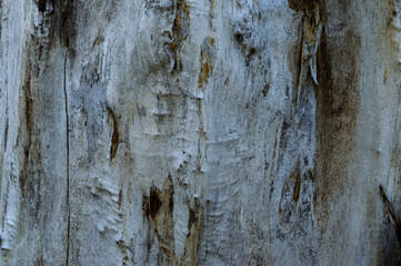 The trunk of a crying willow. Textural background with cracks in the bark of the old willow. Text Insertion Area.