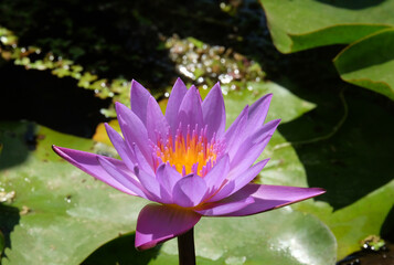 Flowering blue lotus closeup (Lat. - nymphaea caerulea)