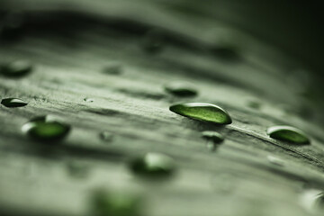 Macro water drops of transparent rain on green leaf. Beautiful natural environment background