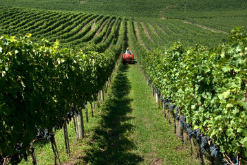 Plantação de uvas para vinho