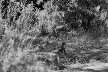 uliczny kot, wolnożyjący kot, szarak w naturalnym środowisku © DDFoTo - Czerniawsky