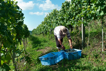 Plantação de uvas para vinho