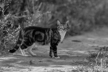 uliczny kot, wolnożyjący kot, szarak w naturalnym środowisku © DDFoTo - Czerniawsky