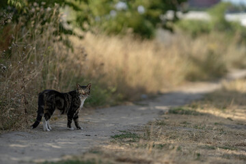 uliczny kot, wolnożyjący kot, szarak w naturalnym środowisku © DDFoTo - Czerniawsky