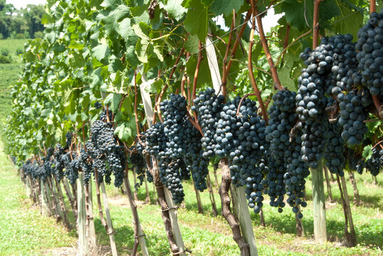 Planta&ccedil;&atilde;o de uvas para vinho