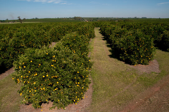 Pomar de laranjas