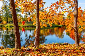 Autumn foliage in Alexander park, Tsarskoe Selo (Pushkin), St. Petersburg, Russia