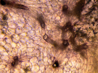 Microscopic view of stained carrot root cells. Cross section. Optical compound microscope. Brightfield. Objective 10x.