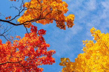 Maple tree leaves in autumn foliage on a sunny day