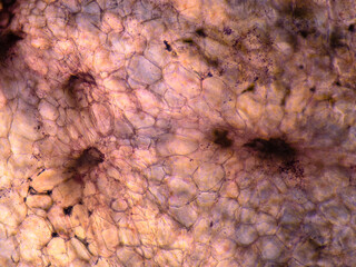 Microscopic view of stained carrot root cells. Cross section. Optical compound microscope. Brightfield. Objective 10x.