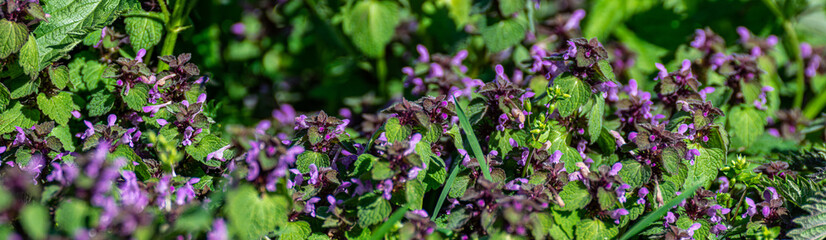 Panorama of Blooming purple dull nettles. Background of many flowers close-up of nettle. Lamium purpureum.