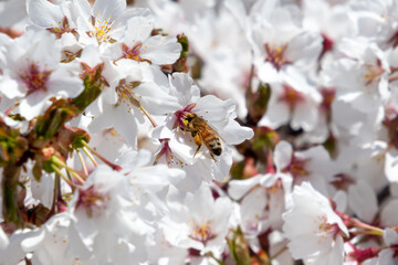 A Bee Pollinates a Beautiful White Cherry Blossom in Fairmount Park, Philadelphia, Pennsylvania, USA