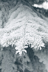 Winter snowy pine Christmas tree scene. Fir branches covered with hoar frost Wonderland. Winter is coming New year. Calm blurry snow flakes winter background with copy space.