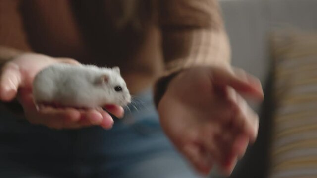 Young lady in brown sweater and jeans sits on beige sofa and holds white hamster in her palm. Animal runs from hand to hand. Close-up.