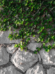 Fototapeta premium Ivy growing on a cobblestone wall