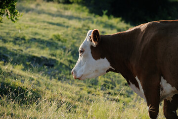 Hereford beef cow in the field