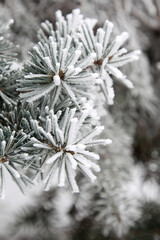 Winter snowy pine Christmas tree scene. Fir branches covered with hoar frost Wonderland. Winter is coming New year. Calm blurry snow flakes winter background with copy space.