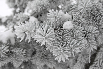 Winter snowy pine Christmas tree scene. Fir branches covered with hoar frost Wonderland. Winter is coming New year. Calm blurry snow flakes winter background with copy space.