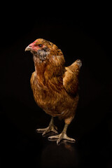 Chicken in a studio
