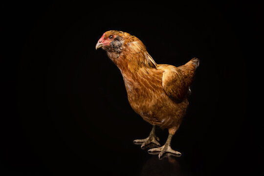 Chicken in a studio