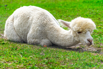 peruvian cute trimmed Alpaca on the Alpaca Farm in South Estonia.