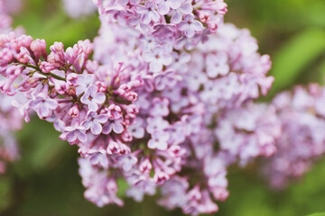pink cherry blossoms