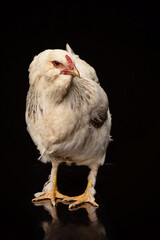 Chicken in a studio