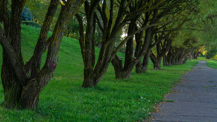 Park landscape with a green alley. Long alley with trees in the park