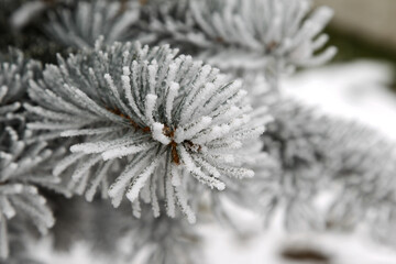 Winter snowy pine Christmas tree scene. Fir branches covered with hoar frost Wonderland. Winter is coming New year. Calm blurry snow flakes winter background with copy space.