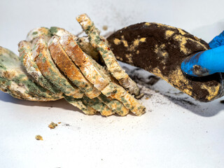 Bread covered with black mold. Moldy bread in hand.