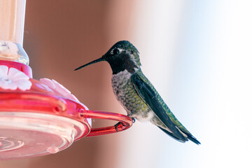 Adorable Rufus Hummingbird perched on a backyard feeder full of nectar with beak tilted down while remaining alert.