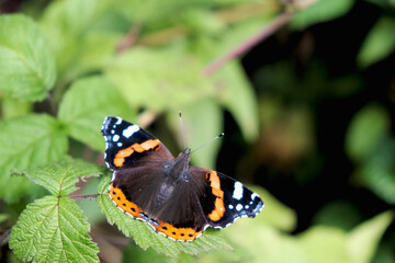 butterfly on blackberry leaf